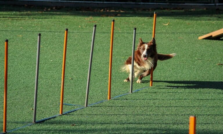 How to Run a Dog Training Business