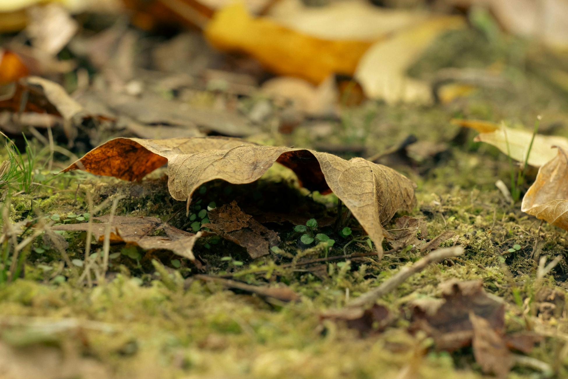 Close-up of autumn leaves scattered on a mossy forest floor, capturing the essence of fall.