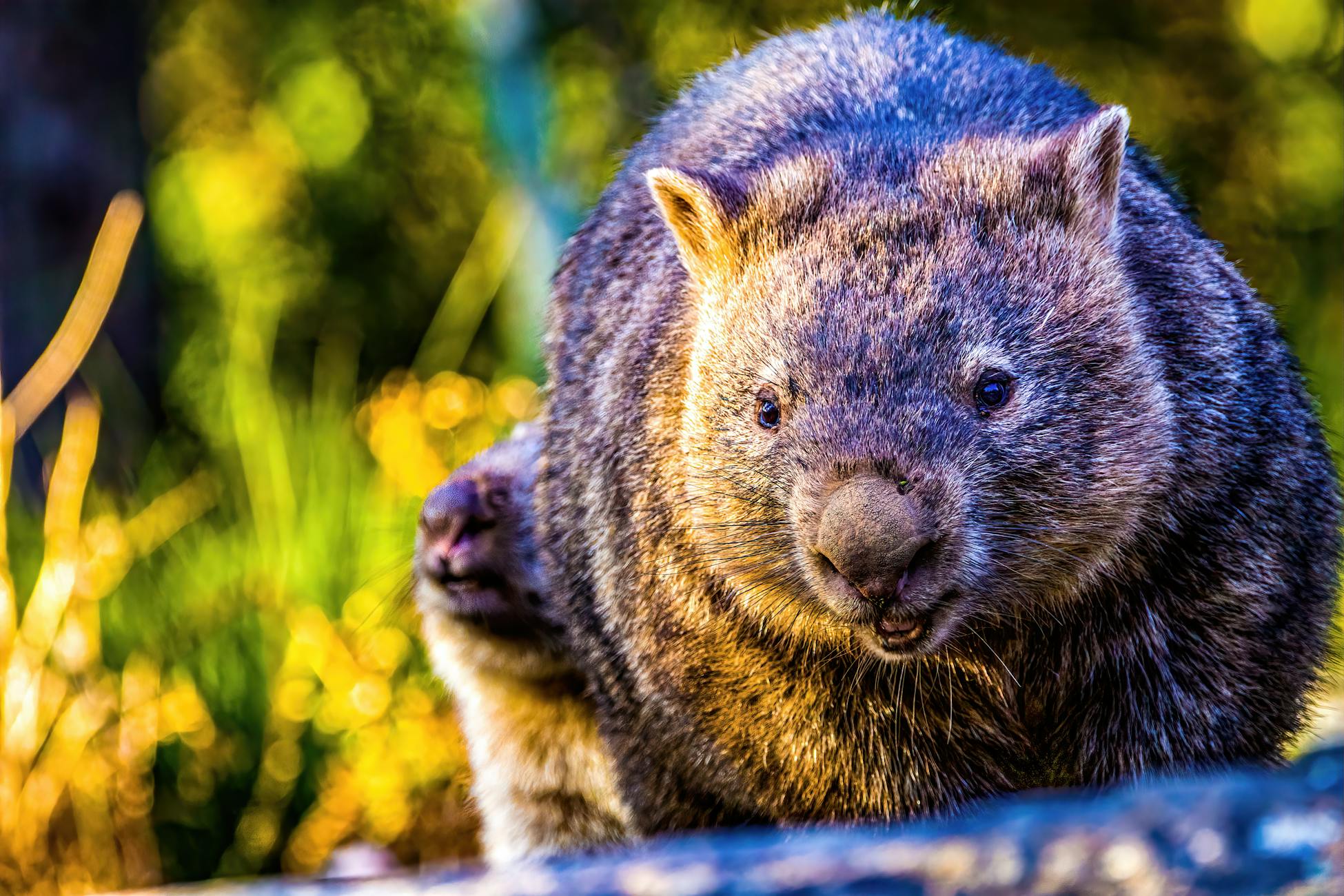 Close-up of a wombat in Kangaroo Valley, showcasing its natural habitat and vibrant fur detail.