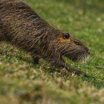 A nutria with wet fur explores grassy terrain, showcasing its natural behavior.