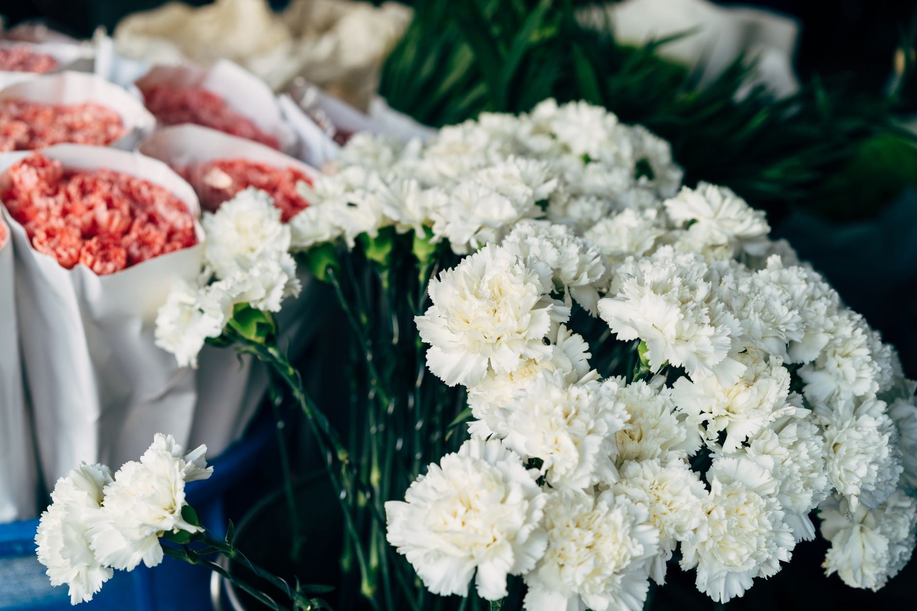Vibrant display of fresh white and pink carnations wrapped in paper at a flower market.